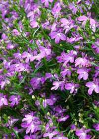 Lobelia erinus 'Waterfall Light Lavender'